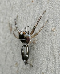 Cosmophasis baehrae