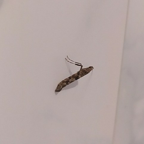 Caloptilia suberinella