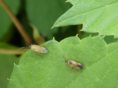 Plagiognathus arbustorum