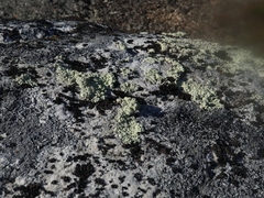 Arctoparmelia centrifuga