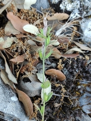 Legousia falcata