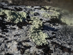 Arctoparmelia centrifuga