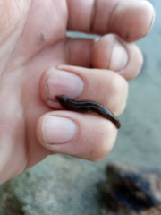 Erpobdellidae