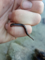 Erpobdellidae