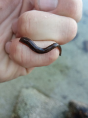 Erpobdellidae