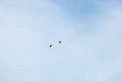Amazona albifrons