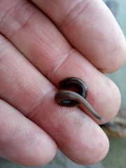 Erpobdellidae
