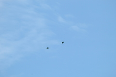 Amazona albifrons