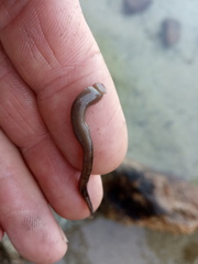 Erpobdellidae