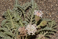 Chaenactis douglasii alpina