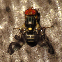 Rhagoletis cingulata