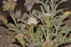 Chaenactis douglasii alpina