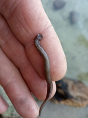 Erpobdellidae