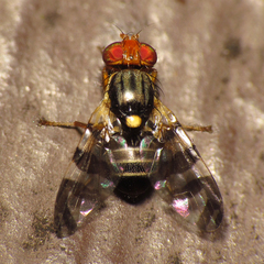 Rhagoletis cingulata
