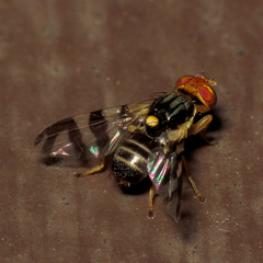 Rhagoletis cingulata