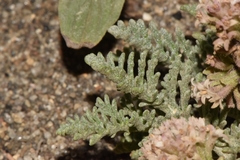 Chaenactis douglasii alpina