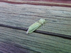 Phragmataecia castaneae