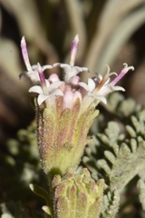 Chaenactis douglasii alpina