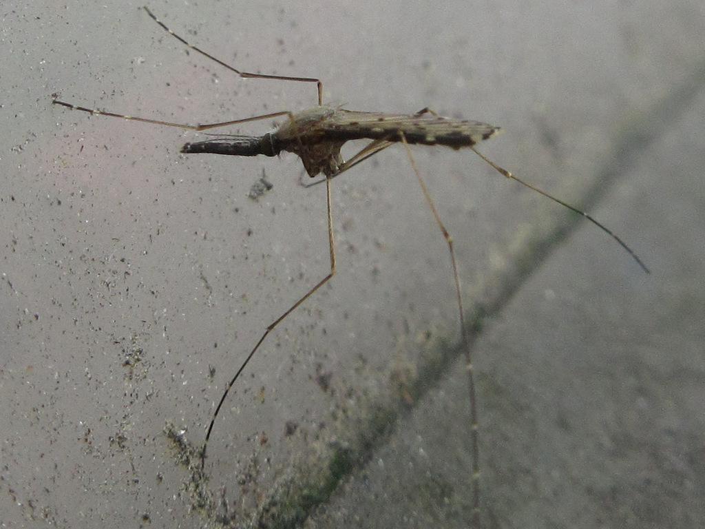 Anopheles sinensis