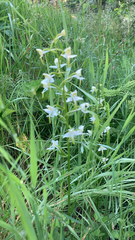 Platanthera chlorantha