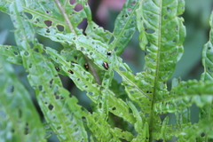 Psylliodes brettinghami