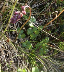 Thalictrum alpinum