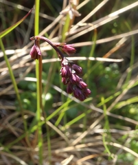 Thalictrum alpinum