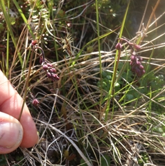 Thalictrum alpinum