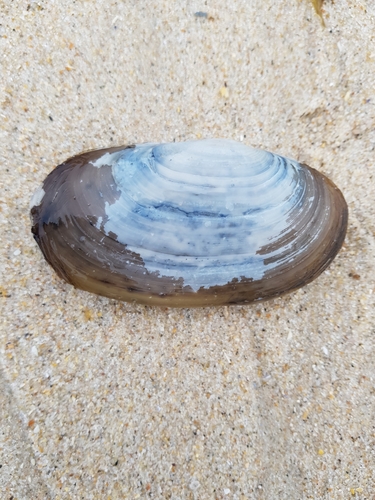 photo of Soft-shelled Clam (Mya arenaria)
