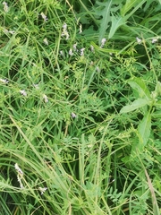 Vicia biennis