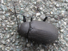 Plesiophthalmus davidis