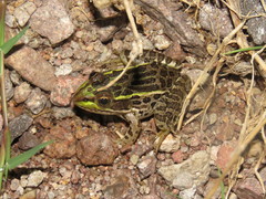 Lithobates chiricahuensis