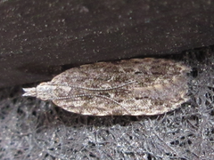 Tornodoxa paraleptopalta