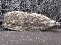 Tornodoxa paraleptopalta