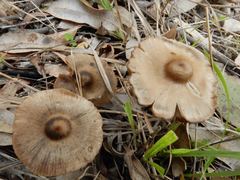 Entoloma brevispermum