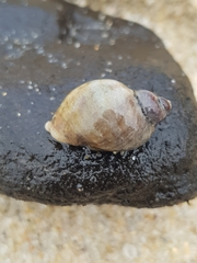 Nucella lapillus