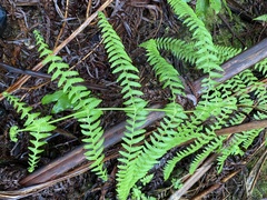 Pseudophegopteris keraudreniana