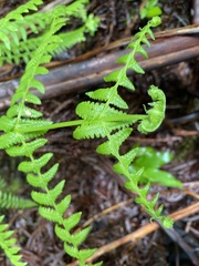 Pseudophegopteris keraudreniana