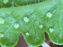 Pseudophegopteris keraudreniana