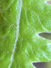 Pseudophegopteris keraudreniana