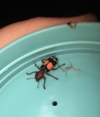 Enoclerus muttkowskii