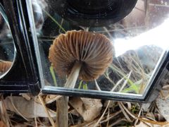 Entoloma brevispermum