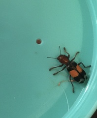 Enoclerus muttkowskii