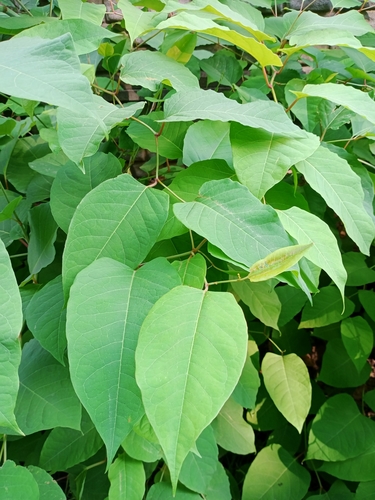 Boheminė reinutrė nuotrauka