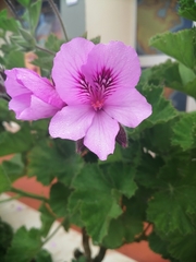 Pelargonium cucullatum