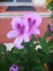 Pelargonium cucullatum