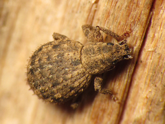 Myosides seriehispidus