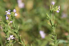 Cakile maritima maritima