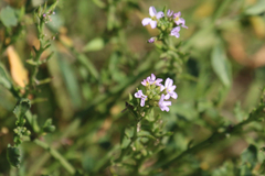 Cakile maritima maritima