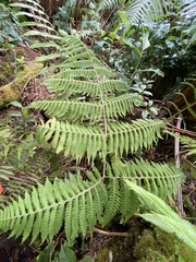 Ctenitis latifrons